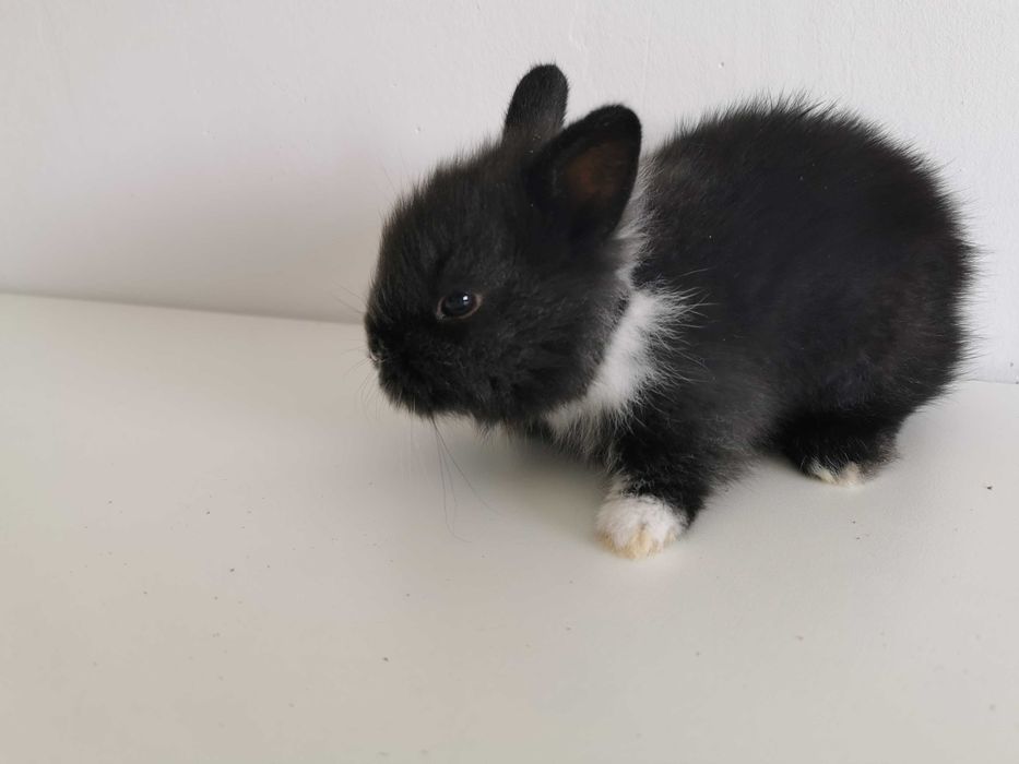 KIT Coelhos anões mini hôlandes e mini toy desparasitados e vacinados