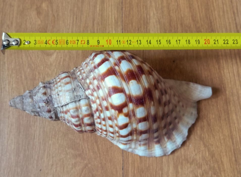 Búzio     21.5 cm
