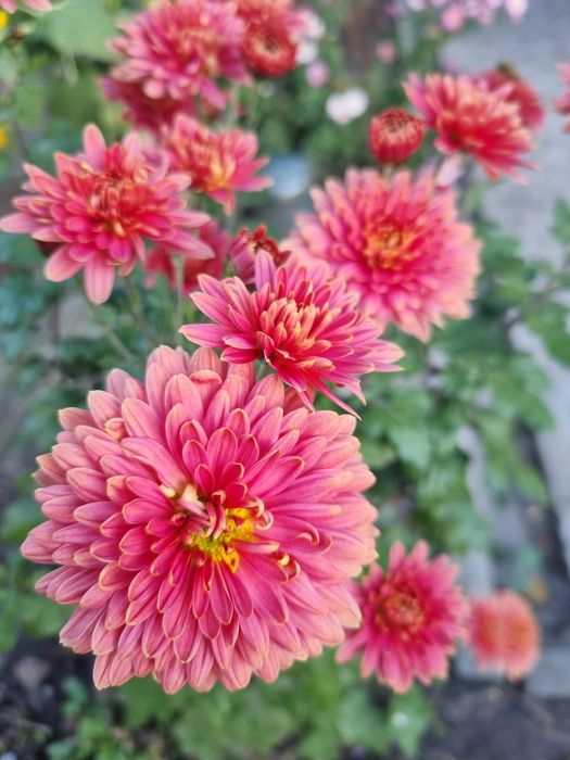 Набор хризантем саженцы