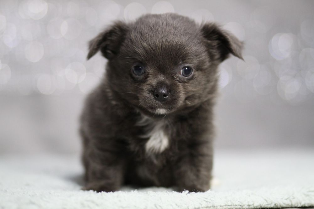 ***Chihuahua długowłosa blue niebieski**