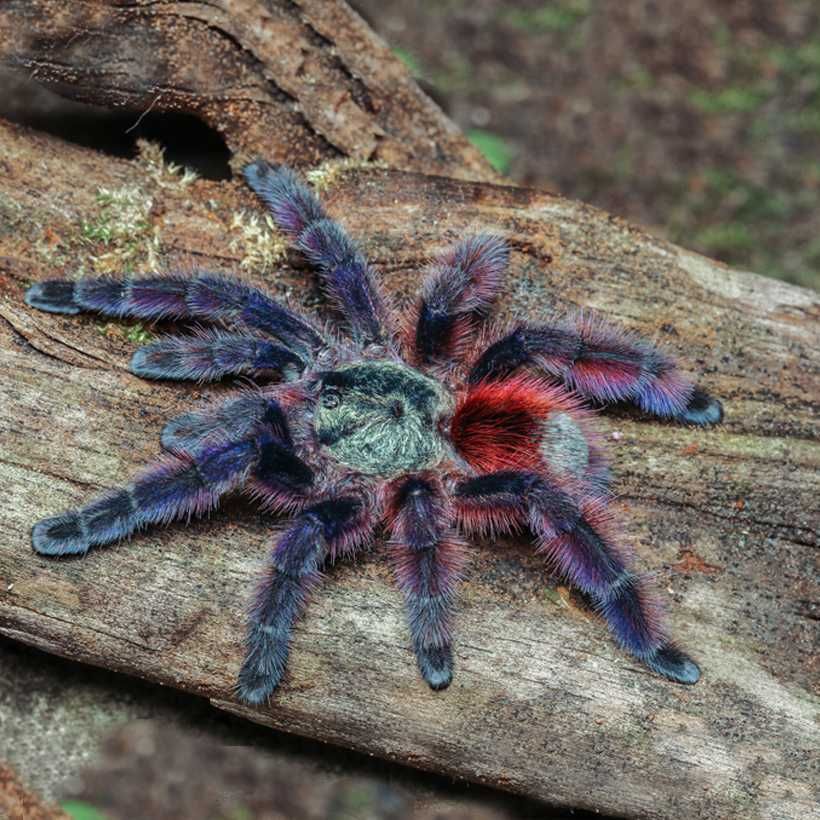 тарантул Avicularia versicolor (Авикулярия версиколор) птицеед