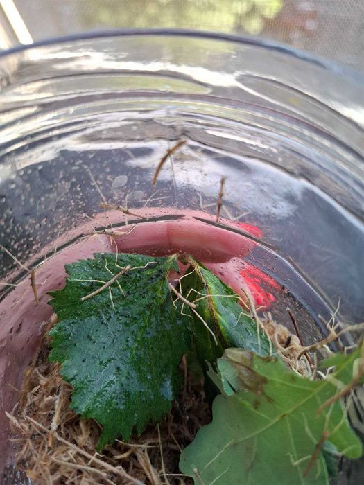 комахи - примарки (паличники) в добрі руки ПОДАРУЮ