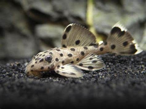 Zbrojnik L264 7-8cm Sultan Pleco zbrojniki