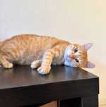 Um gato maravilhoso chamado Betadine