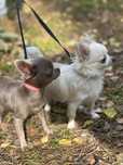 Unikatowy reproduktor liliowy chihuahua