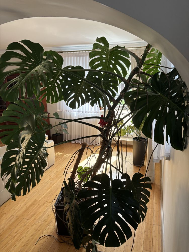 Monstera wraz z doniczką