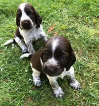 Szczenięta Polski Spaniel Myśliwski Czarty Borowe FCI