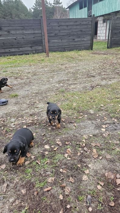 Продам цуценят Спанієль