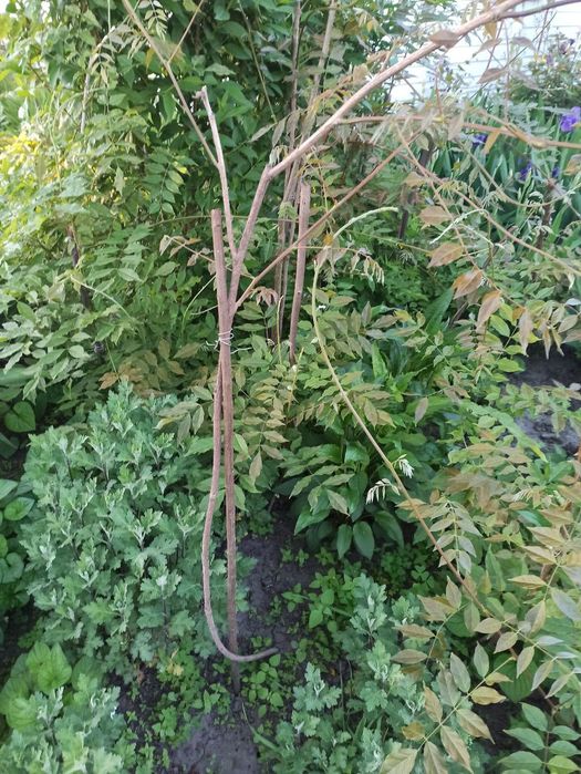 Гліцинія.          .