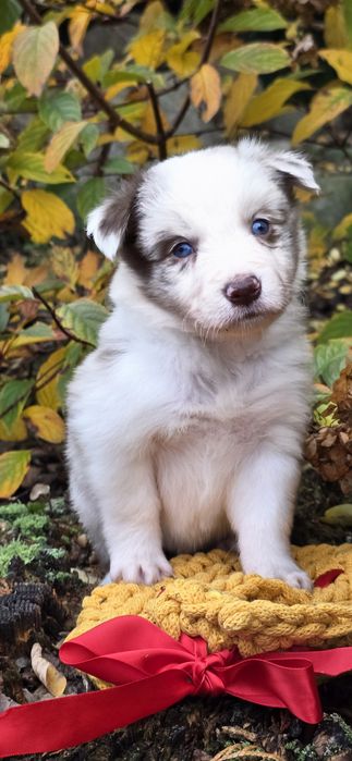 Border collie piesek -red merle ZkwP FCI