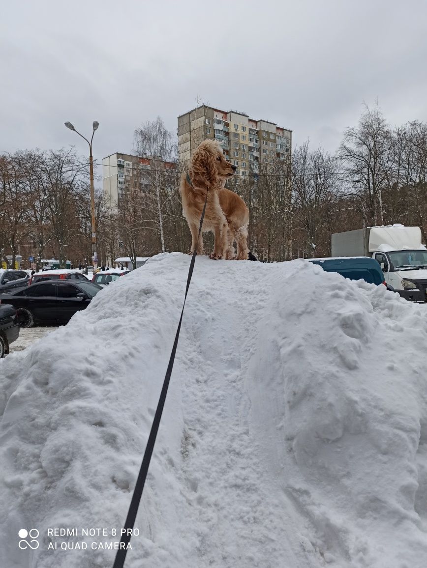 Кокер спаниель ищет девочку