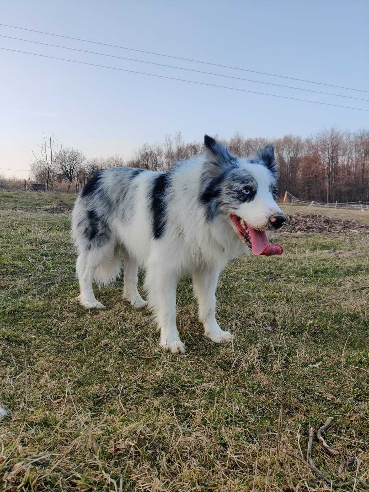 Border Collie / ZKwP/ Pies
