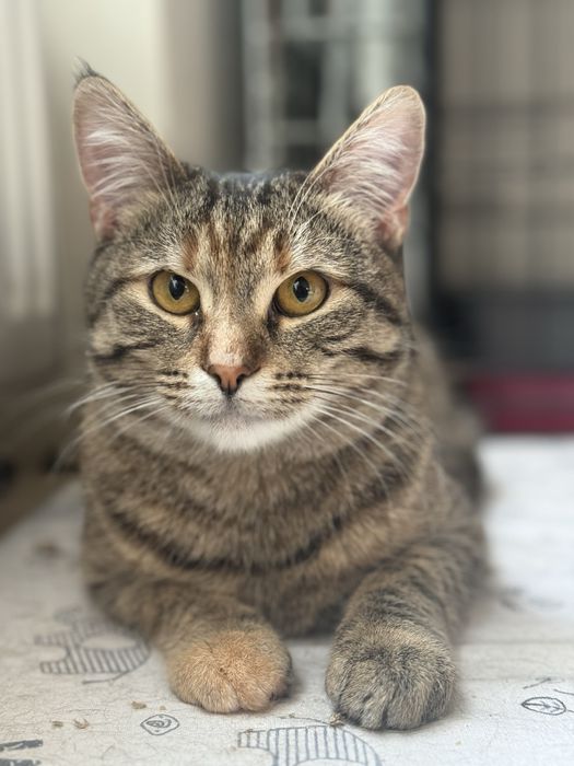 Коця в добрі руки