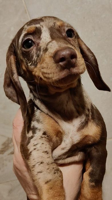 Шоколадно-мармурова дівчинка міні такси з родовідом