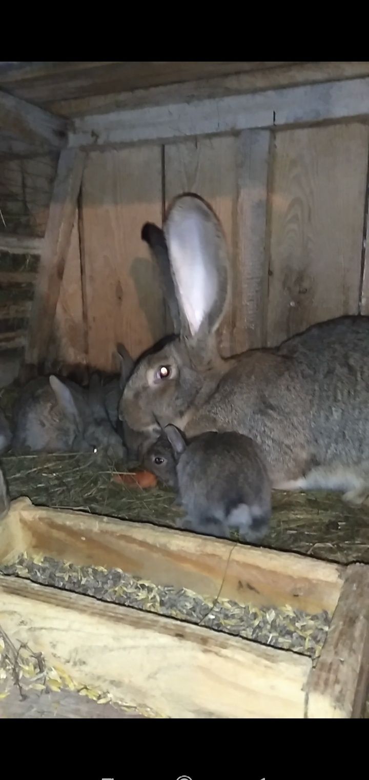 Продам кролів породи фландр бельгійський велетень