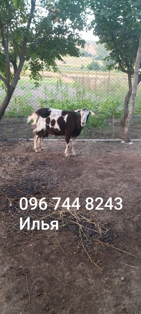 Продам коз в Тарутино номер указан в объявлении