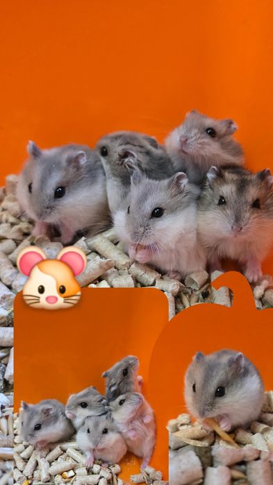 Хом'як Джунгарик