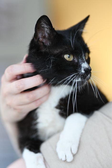 Poszukiwane domy tymczasowe jak i stałe!