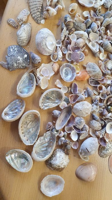 ракушка привезенные из Греции