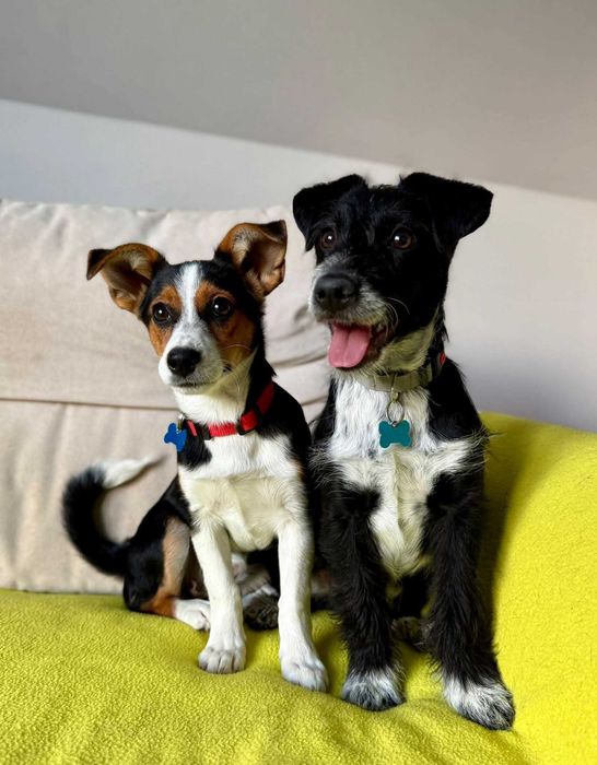 Dexter i Debra - szczeniaki do adopcji!