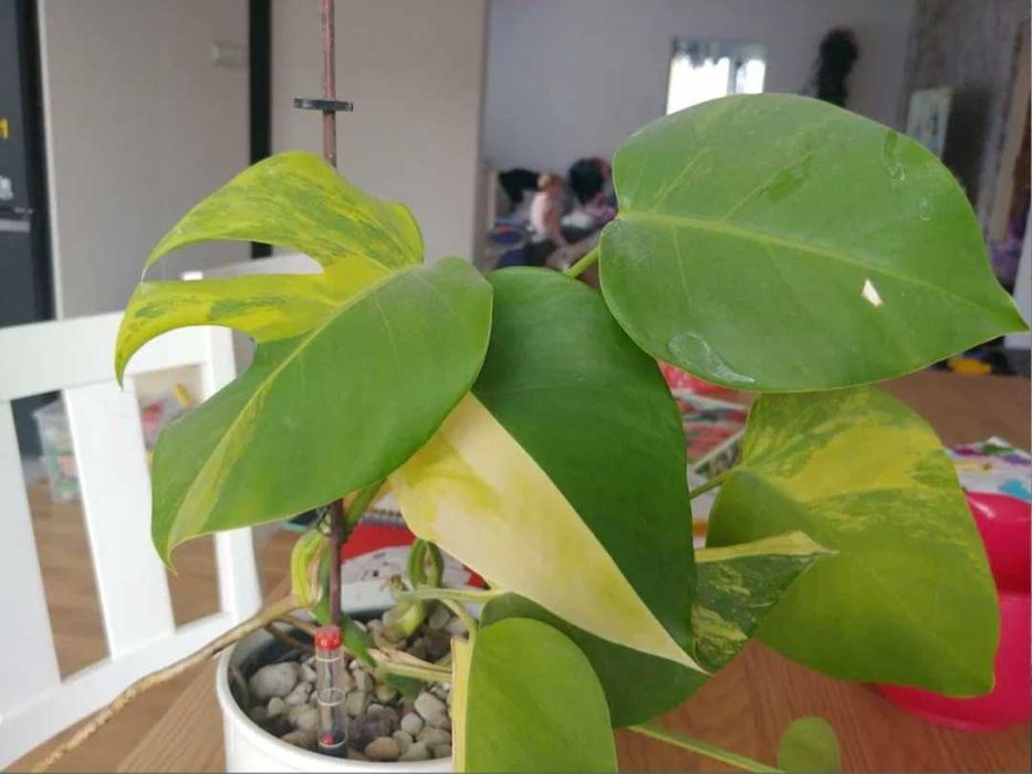 Monstera Marmorata Aurea