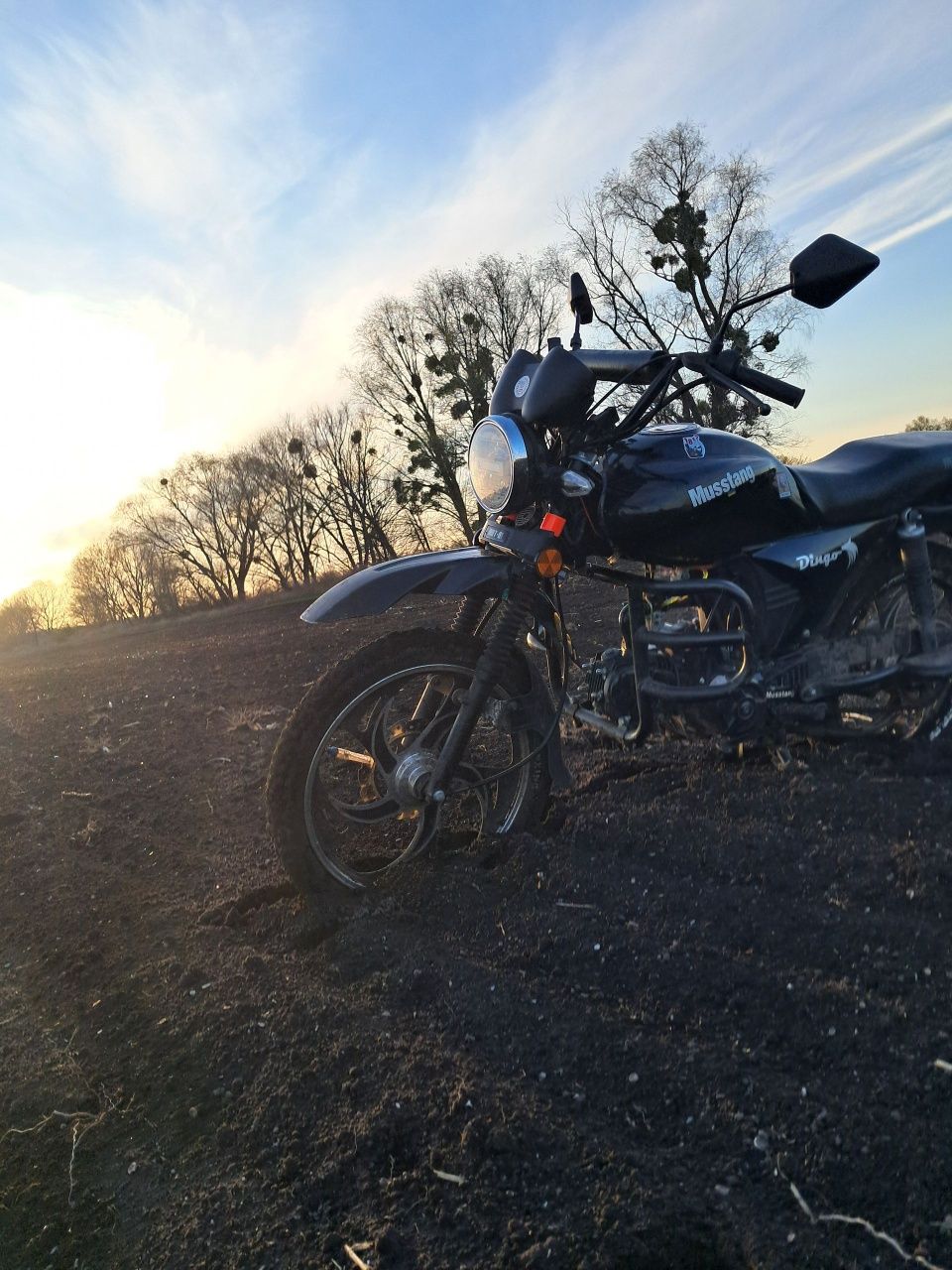Мустан дінго 125