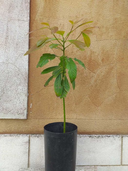 Abacateriro  variedade Haas