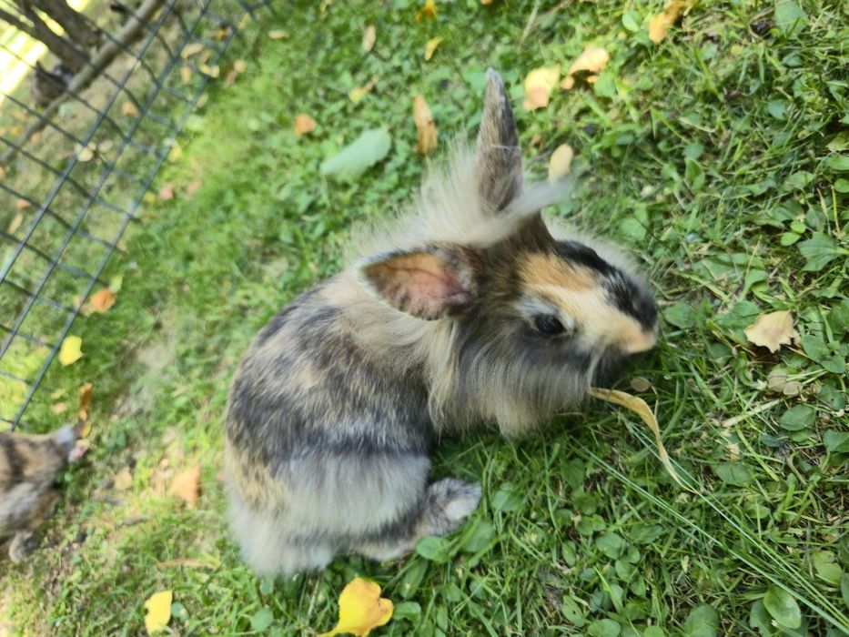 Króliczek miniaturka