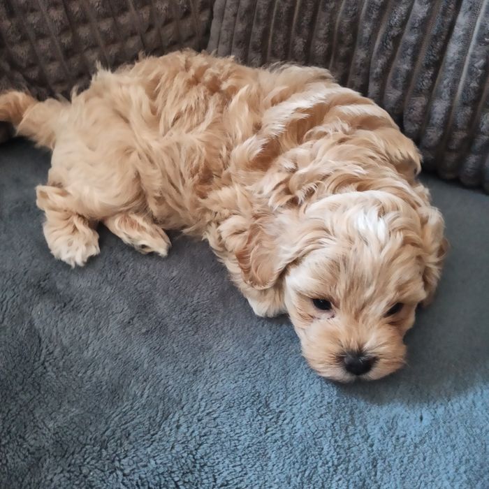 Maltipoo F1-chłopczyk