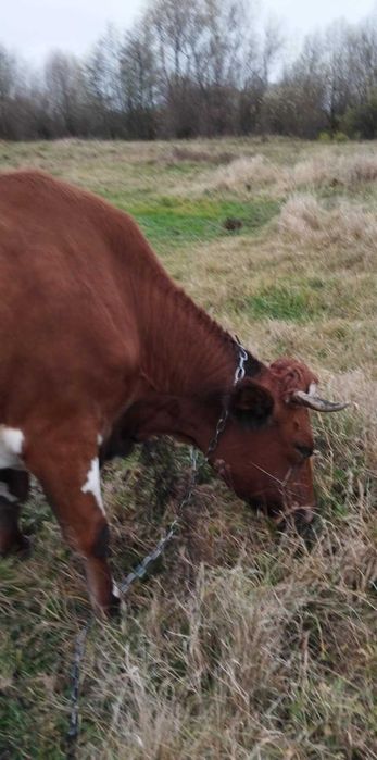 Продам Молоду Корову