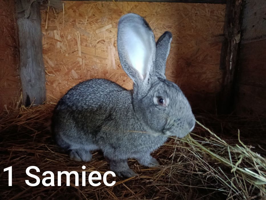 Króliki olbrzymy belgijskie