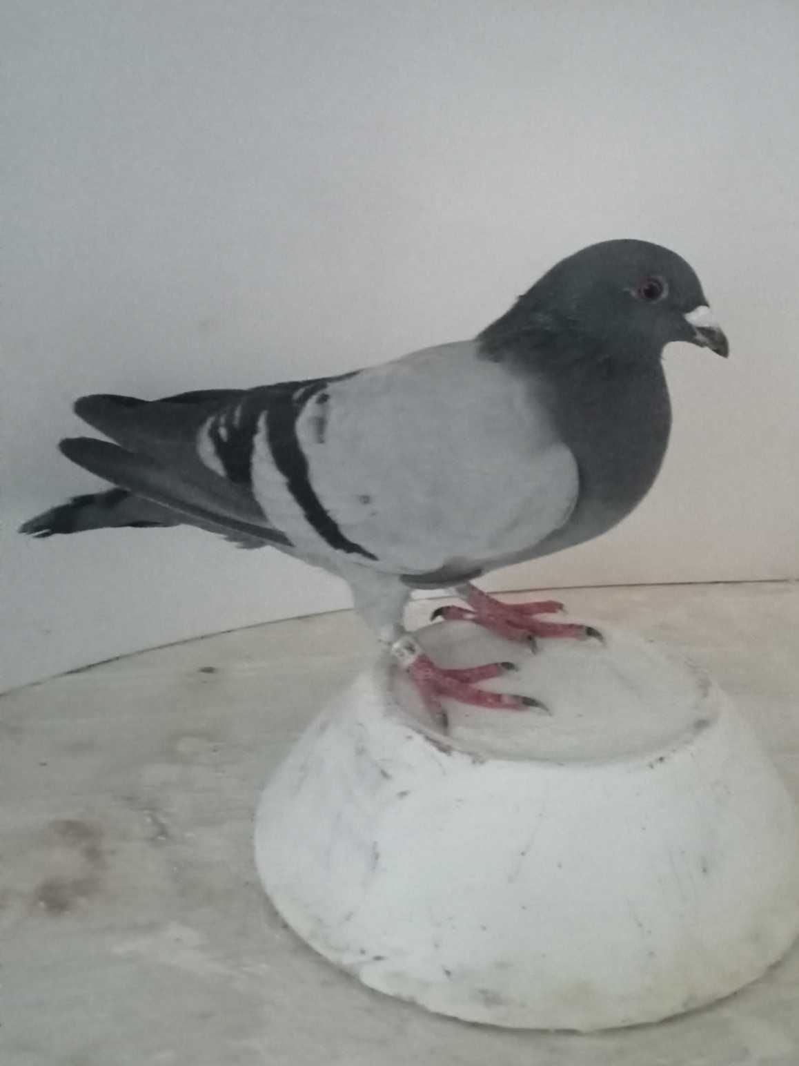 Lindo pombo correio linha de fundo