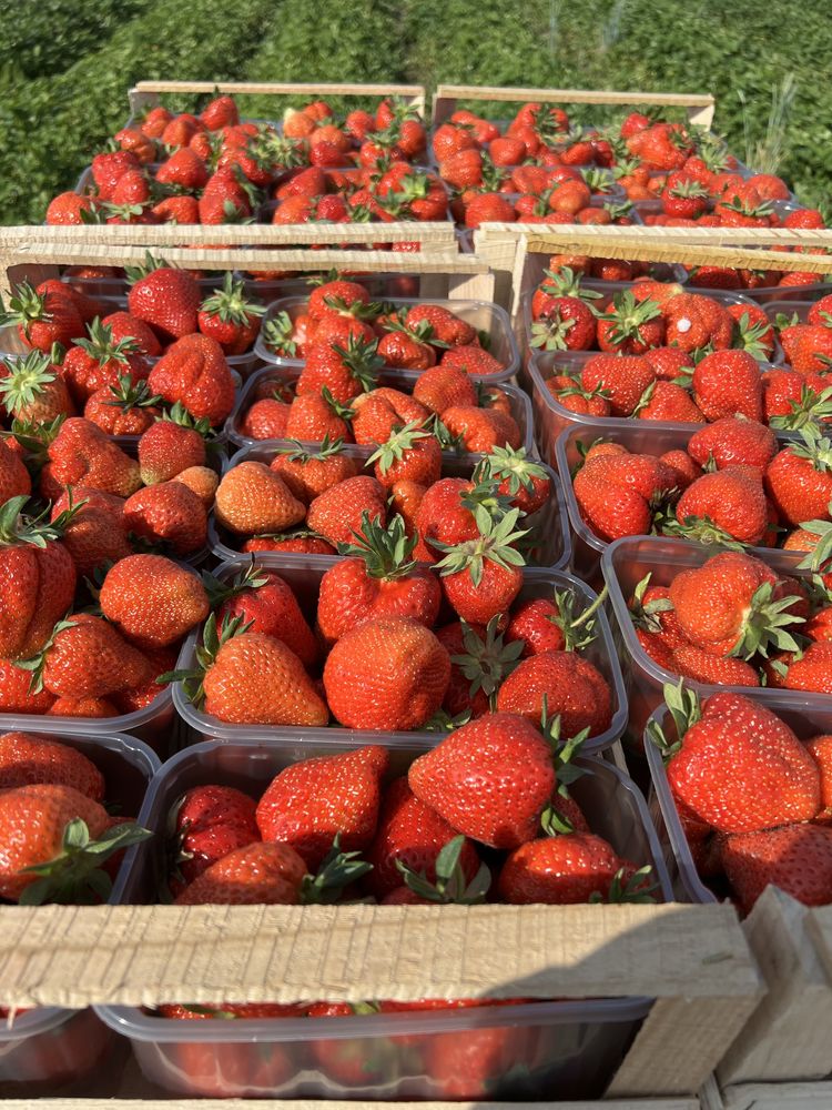 Продам полуницю, клубніку