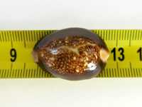 Muszla morska, porcelanka - Monetaria caputserpentis kenyonae / 26 mm