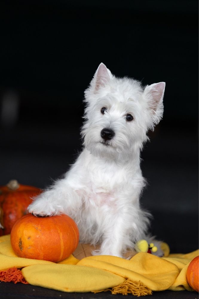 West Highland White Terrier  від найкращих предсавників породи