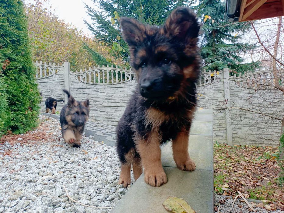 Owczarek niemiecki długowłosy