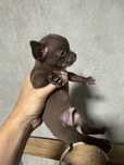 Chihuahua macho