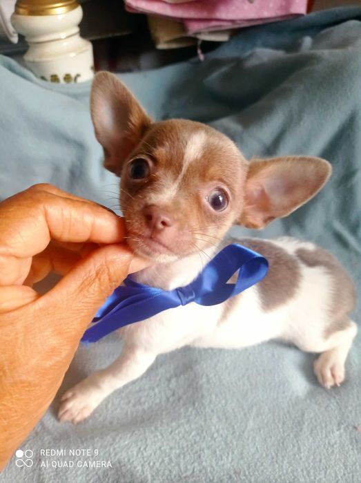 Chihuahua de bolso linha Russa de Top Macho