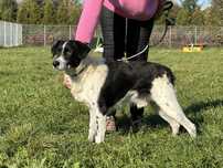 Piesek Lucek do adopcji!