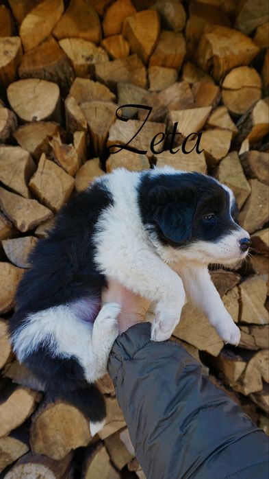 Border Collie suczka