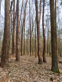 Sprzedam las pow. 0.74 ha Huta Turobińska