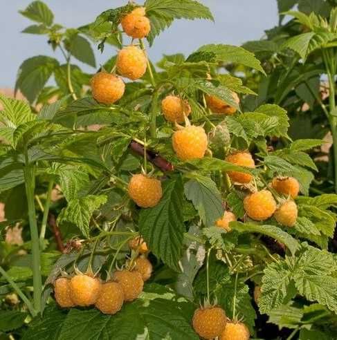 Malina żółta - sadzonki