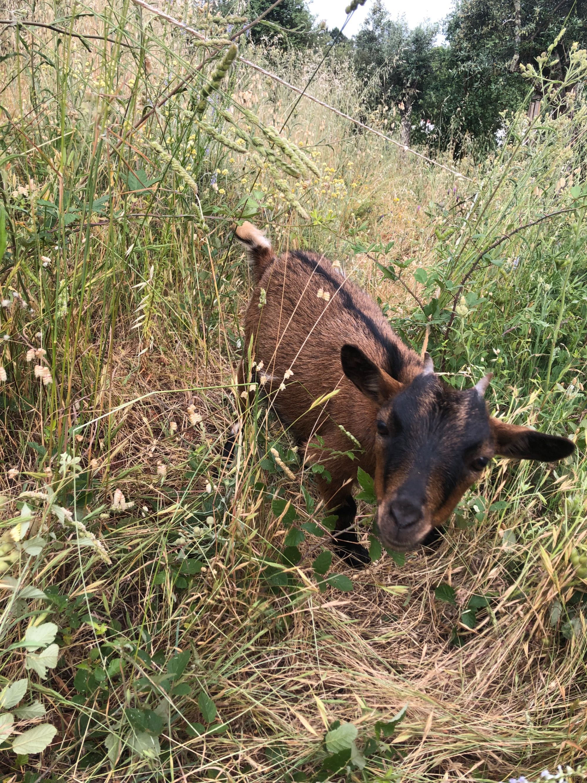 2 cabras anãs com 9 meses