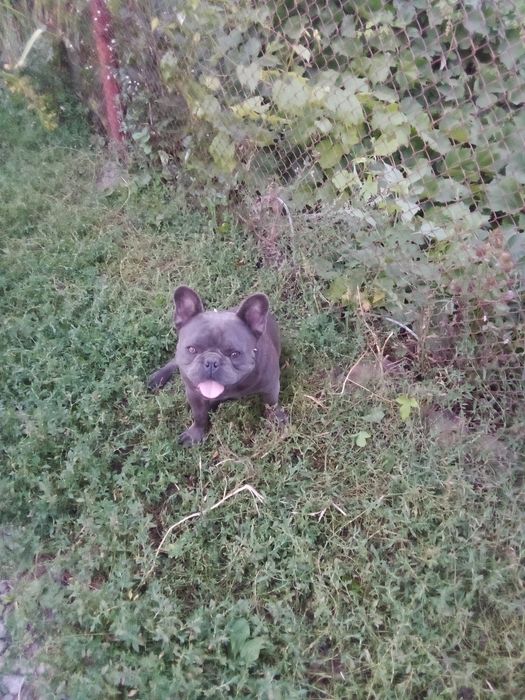 Французький бульдог в'язка