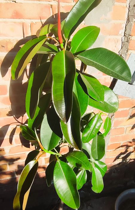 Фікус дерево 1,65 м вазон Еластика декора зелень фикус