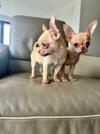 Chihuahua mini biszkoptowa suczka - gotowa do odbioru