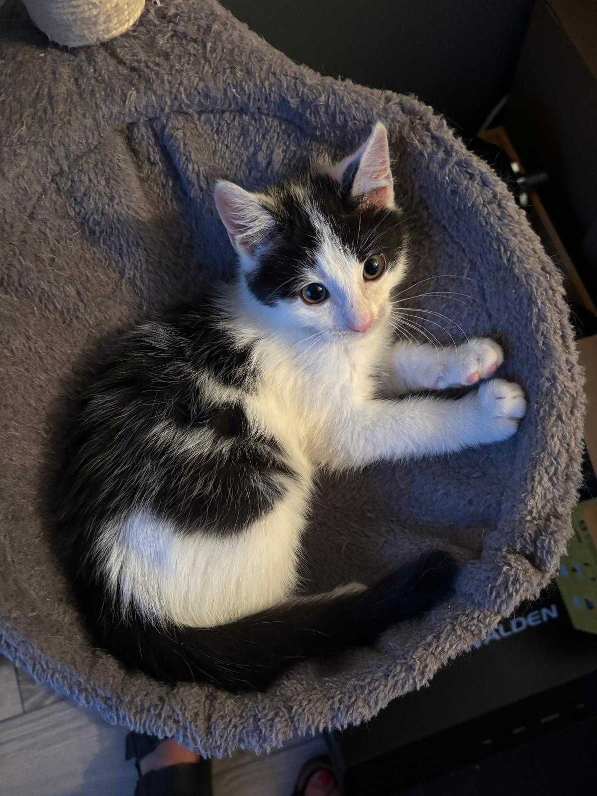 Eryk poleca się do adopcji