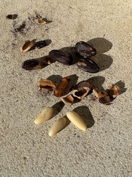 Pinhões com casca de Pinheiro-Manso | Sacos 1 kg | Promo 3 sacos = 25€