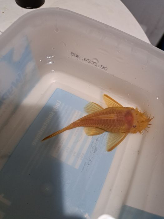 Pary Zbrojnik glonojad złoty Albino krótka płetwa