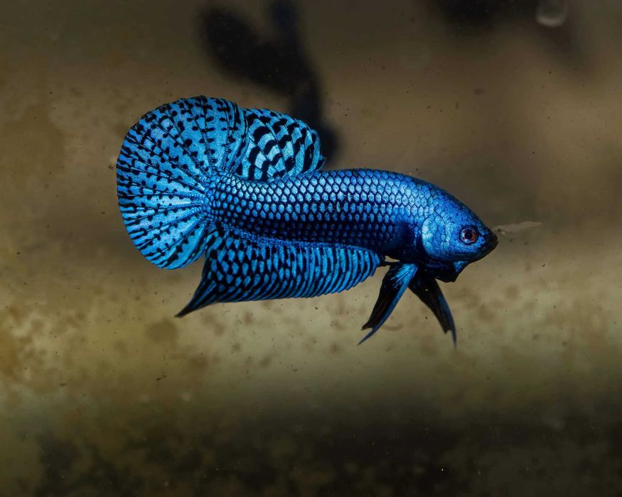 Bojownik alien - odmiana NIEBIESKA - PARA - 2 sztuki - BETTA - RARYTAS